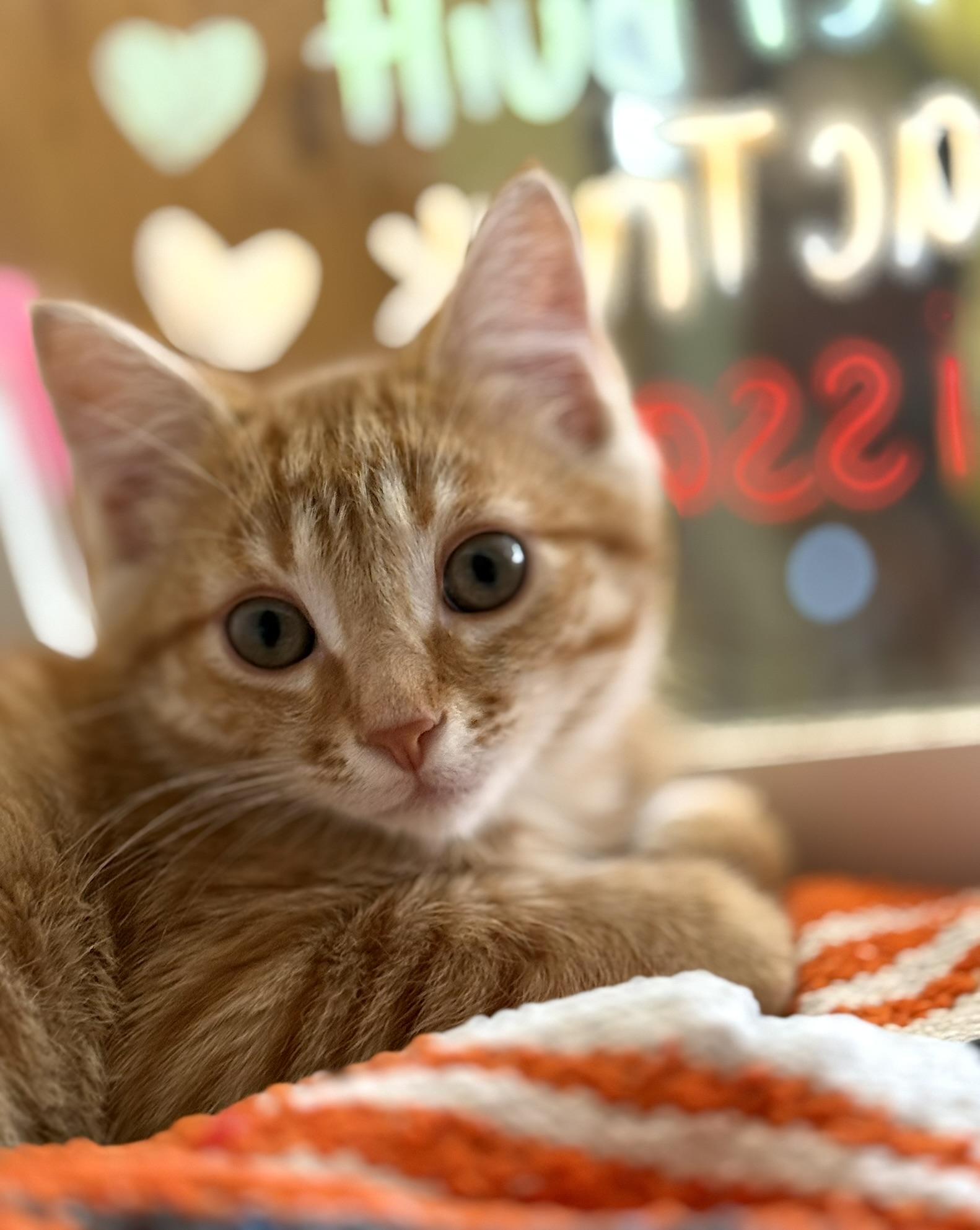 Enlarge Toyota, a Adopted Domestic Short Hair in Ogden, UT image 1/1