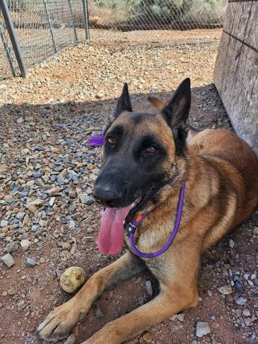 Dog for adoption Baby, a German Shepherd Dog & Belgian Shepherd