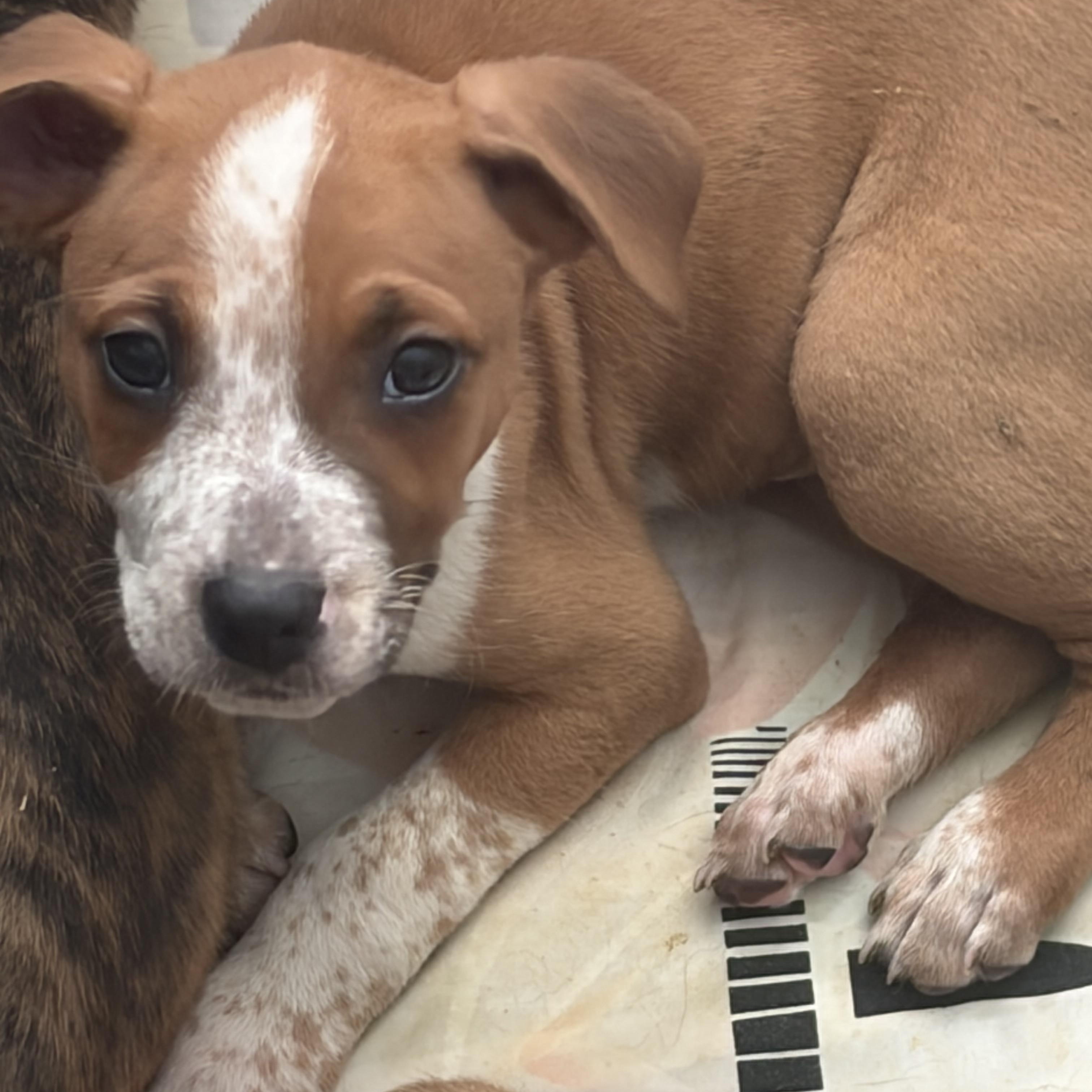 Paisley, ADOPTABLE, Puppy Female Boxer.