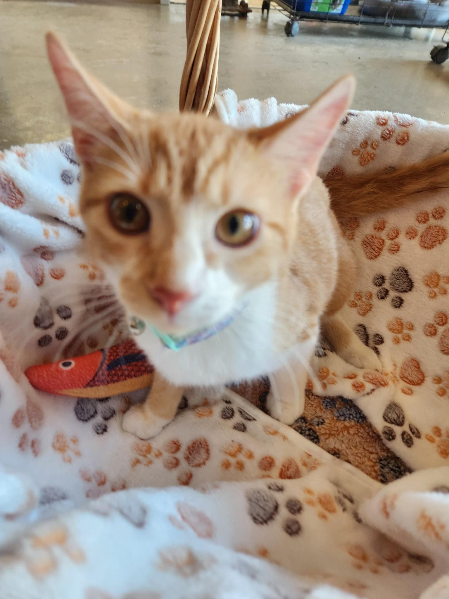 Enlarge Cotton Candy, a Adoptable Tabby in Greensboro, AL image 1/2