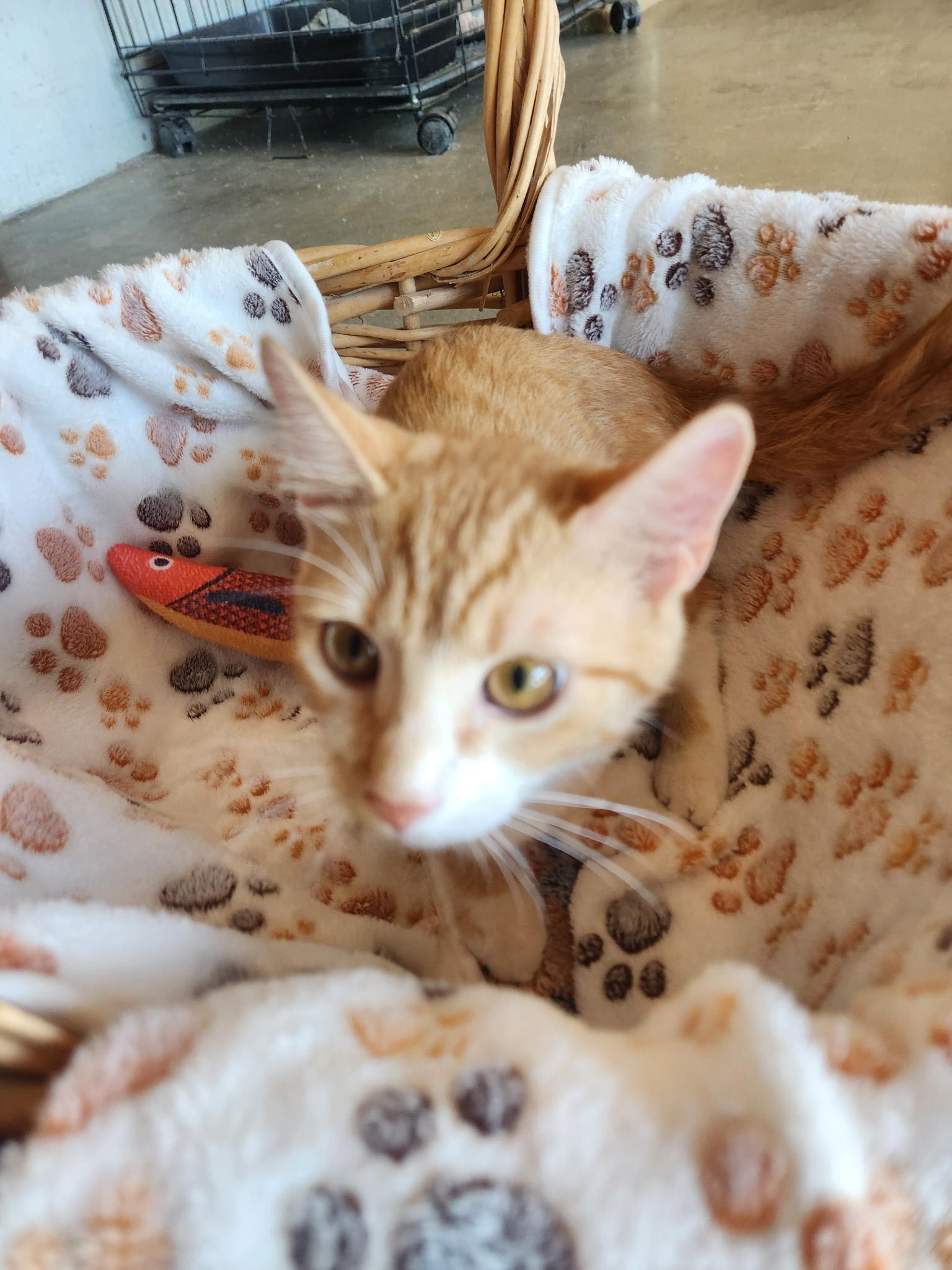 Enlarge Cotton Candy, a Adoptable Tabby in Greensboro, AL image 2/2