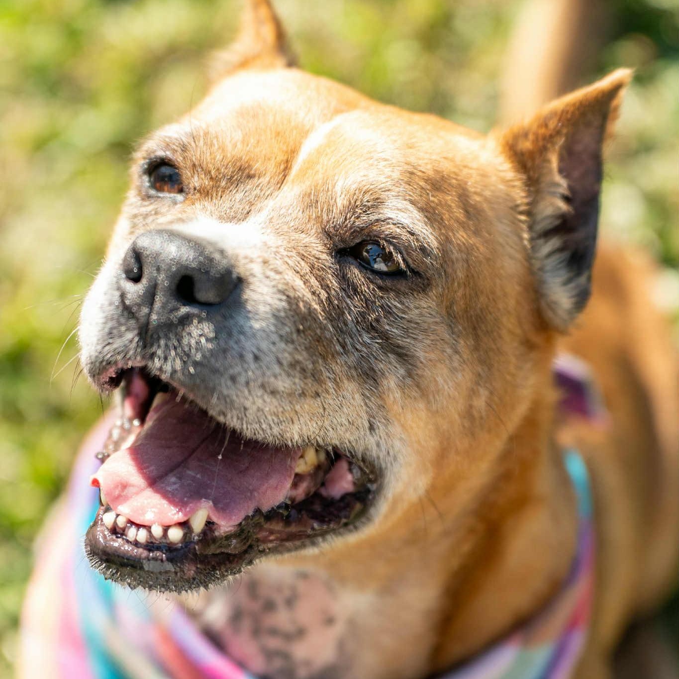 Pumpernickel - 11 yo senior