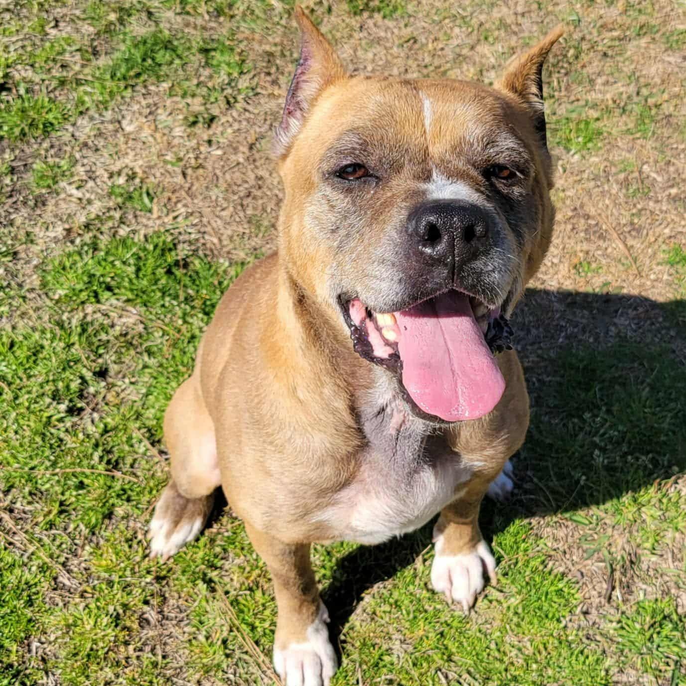 Pumpernickel - 11 yo senior