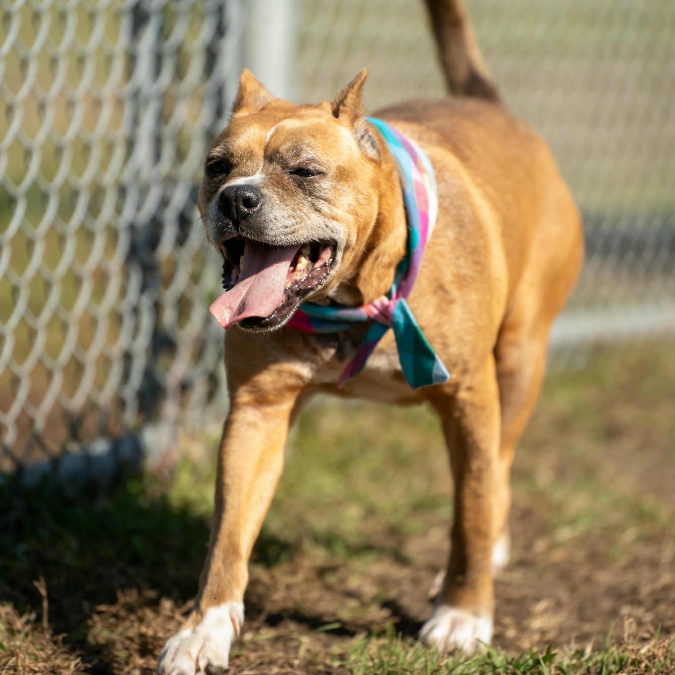 Pumpernickel - 11 yo senior in foster home — thumbnail 6