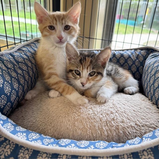 Enlarge Zeus & Athena, an adopted Domestic Short Hair in Eatontown, NJ image 1/3