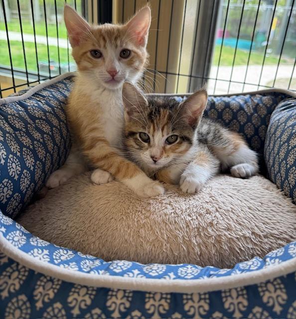 Enlarge Zeus & Athena, an adopted Domestic Short Hair in Eatontown, NJ image 3/3