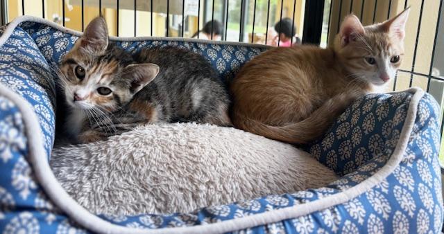 Enlarge Zeus & Athena, an adopted Domestic Short Hair in Eatontown, NJ image 2/3