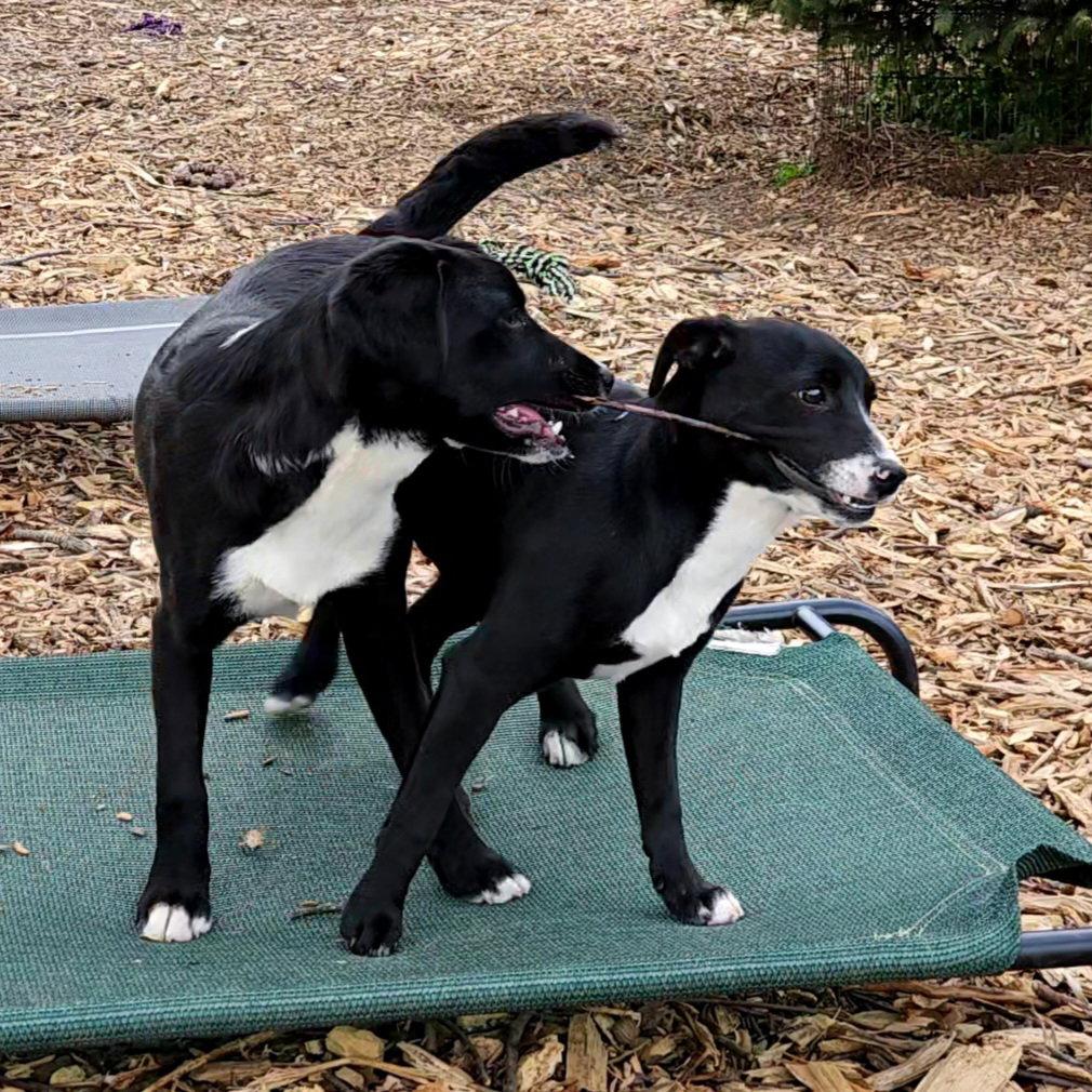 lab puppies, Adoptable, Puppy Female Labrador Retriever.
