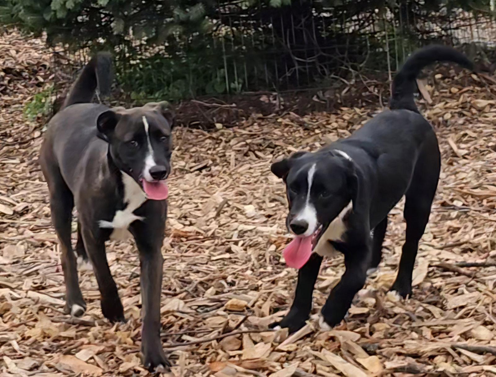 lab puppies, a Adoptable Labrador Retriever in Ringwood, NJ image 2/3