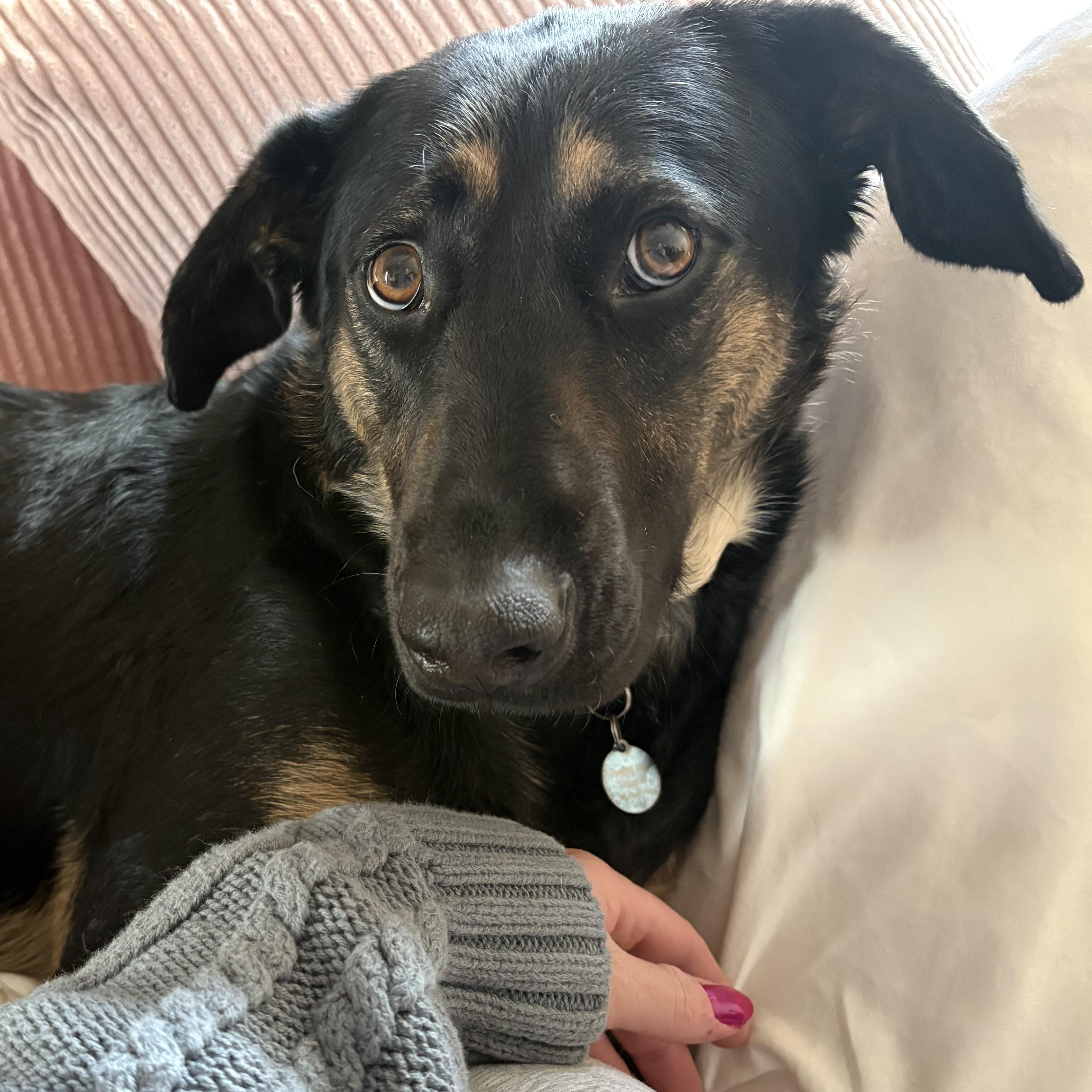 Enlarge Johnny, a Adoptable mixed breed in Kalamazoo, MI image 4/6