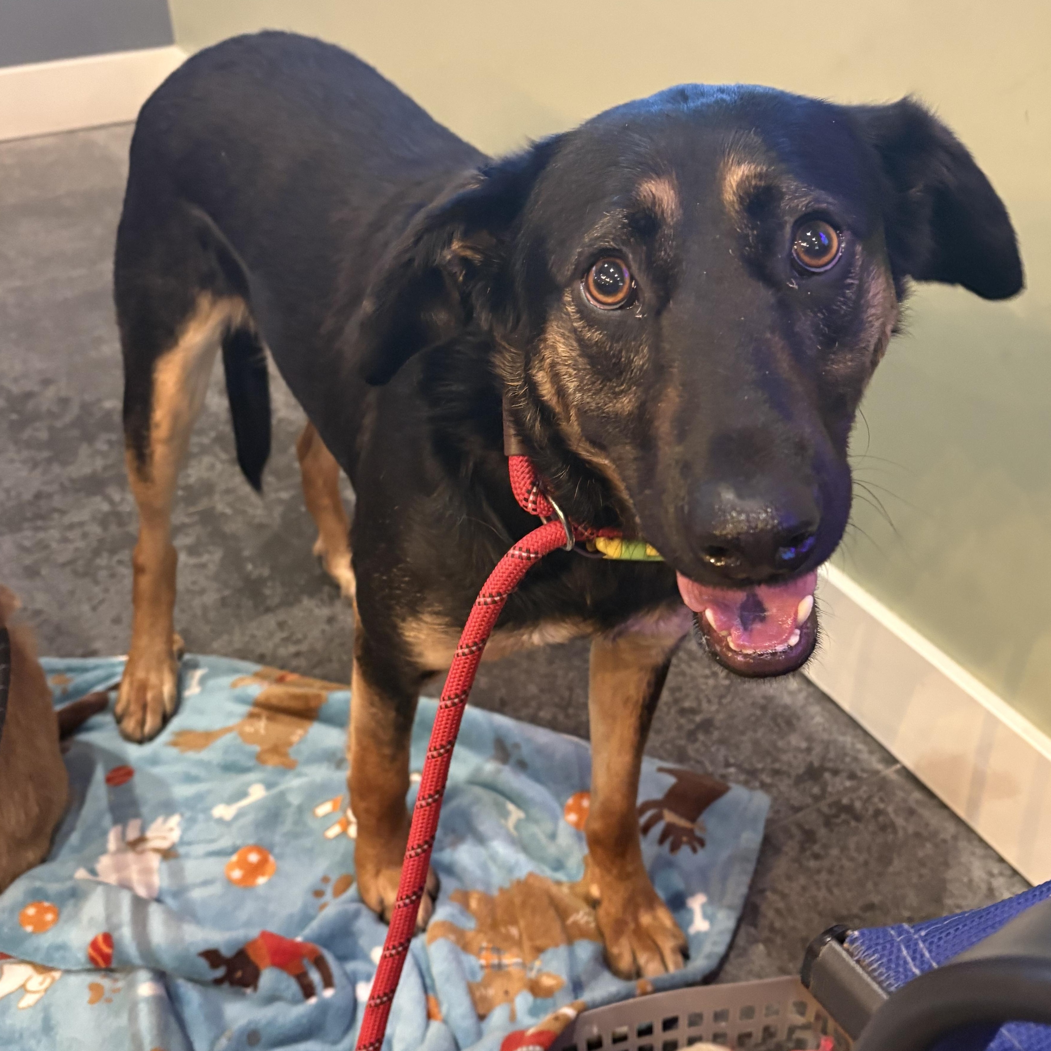 Enlarge Johnny, a Adoptable mixed breed in Kalamazoo, MI image 1/6