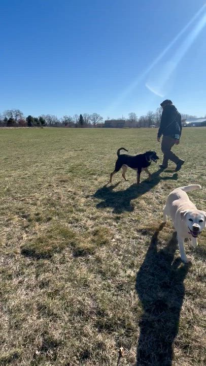 Enlarge Johnny, a Adoptable mixed breed in Kalamazoo, MI video 3/6