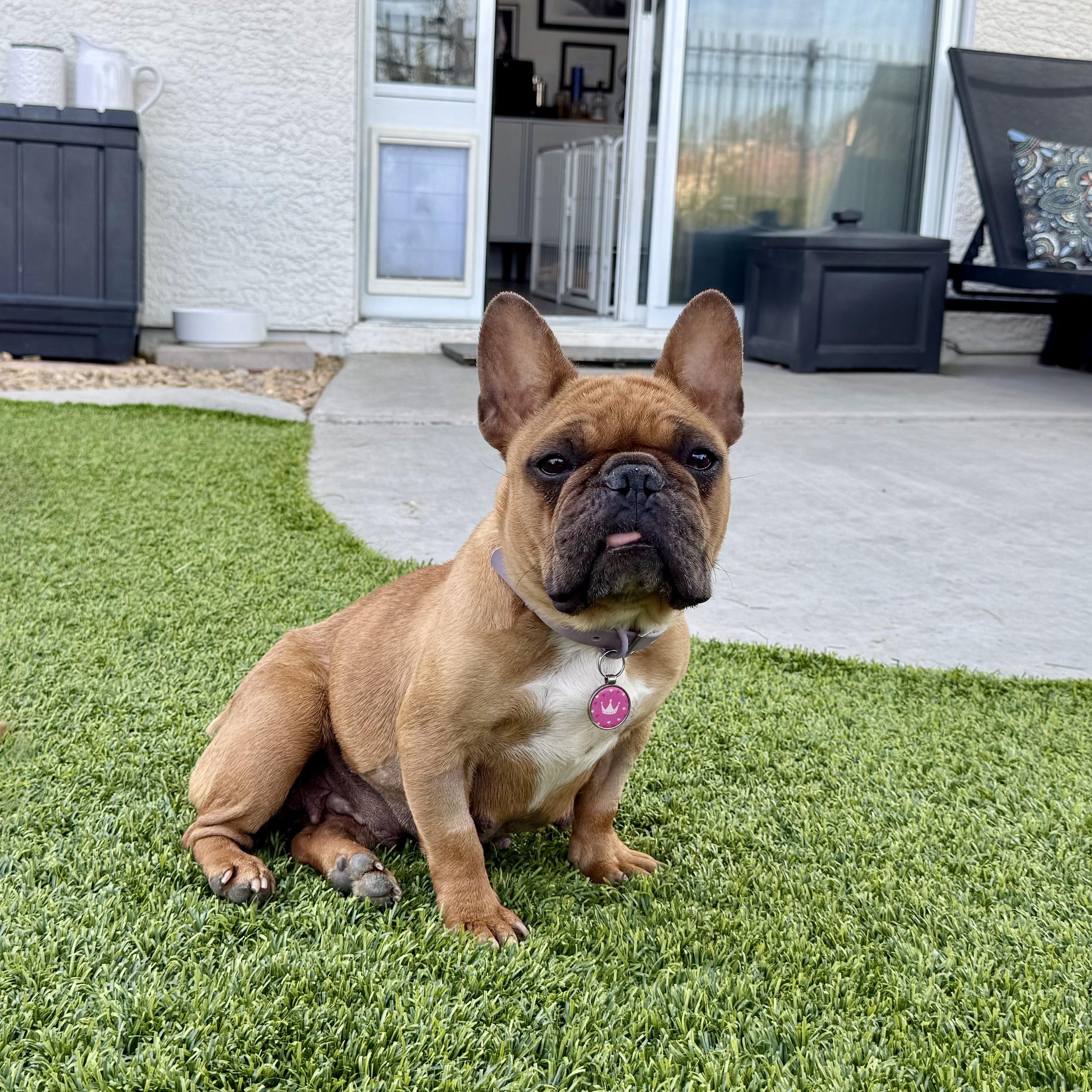 Snookums , ADOPTABLE, Adult Female French Bulldog.