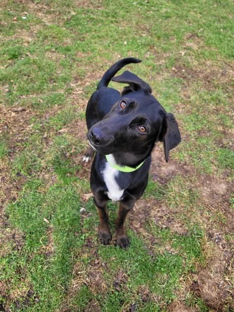 CRESSIDA, Adoptable, Young Female German Shepherd Dog.