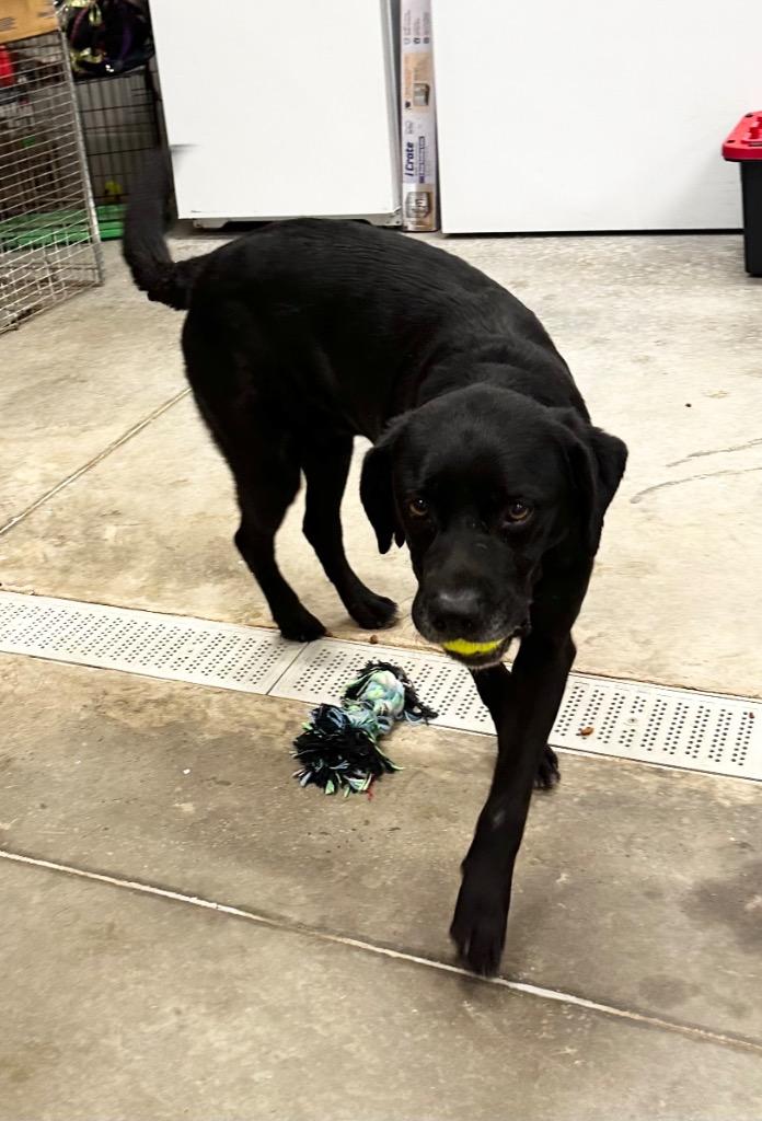 Luke, Adoptable, Adult Male Border Collie & Labrador Retriever.