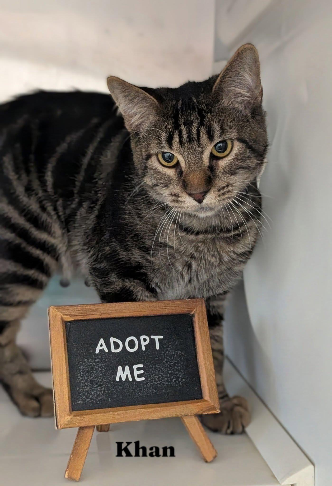 Enlarge Khan, a Adoptable Domestic Medium Hair in Flint, MI image 1/1