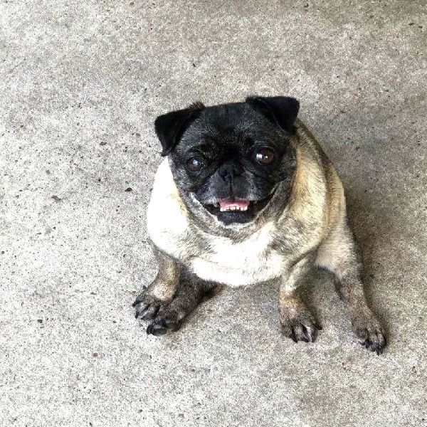 Addison, Adoptable, Adult Female Pug.