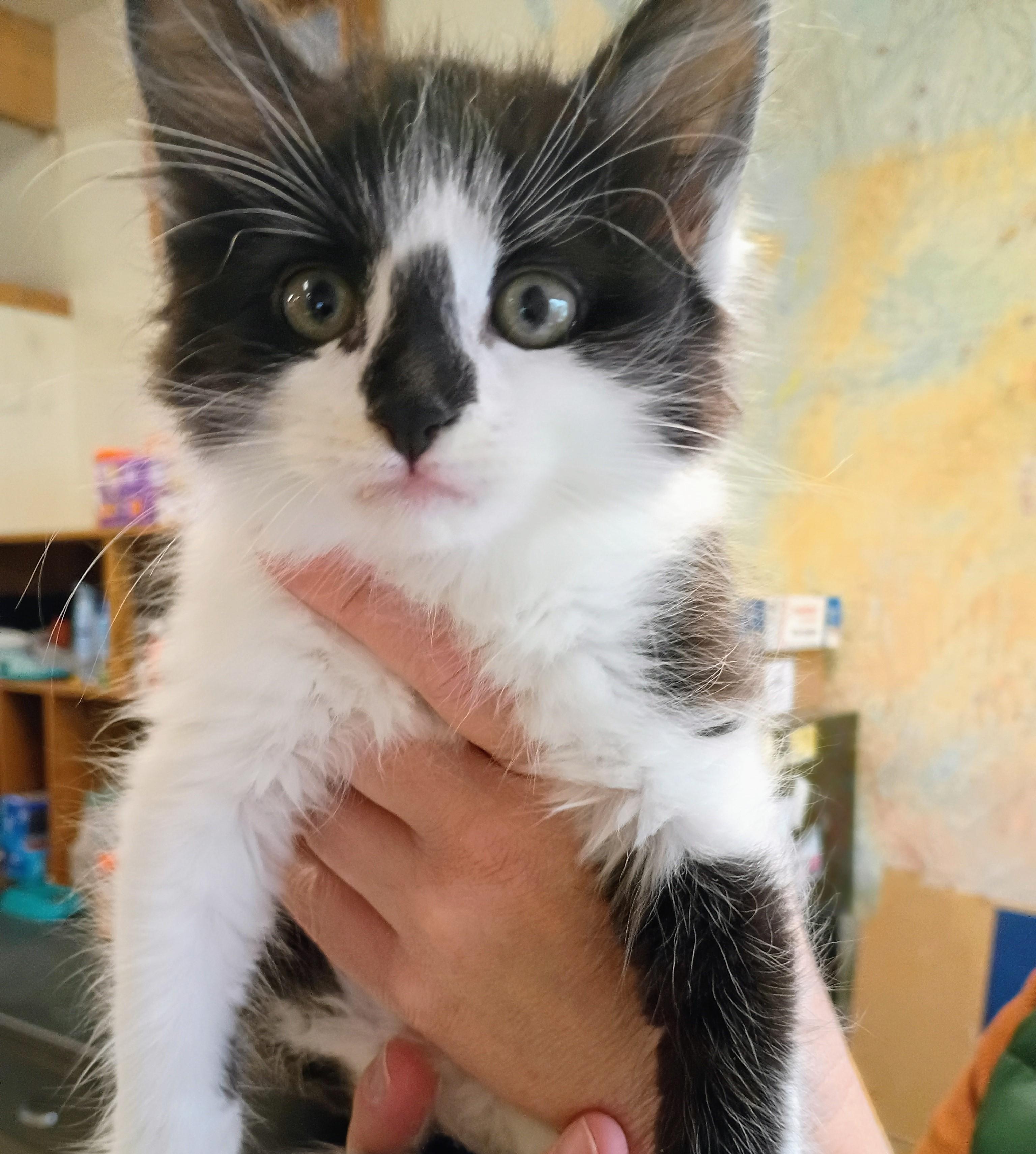 Gabe, Adopted, Young Male Domestic Medium Hair.