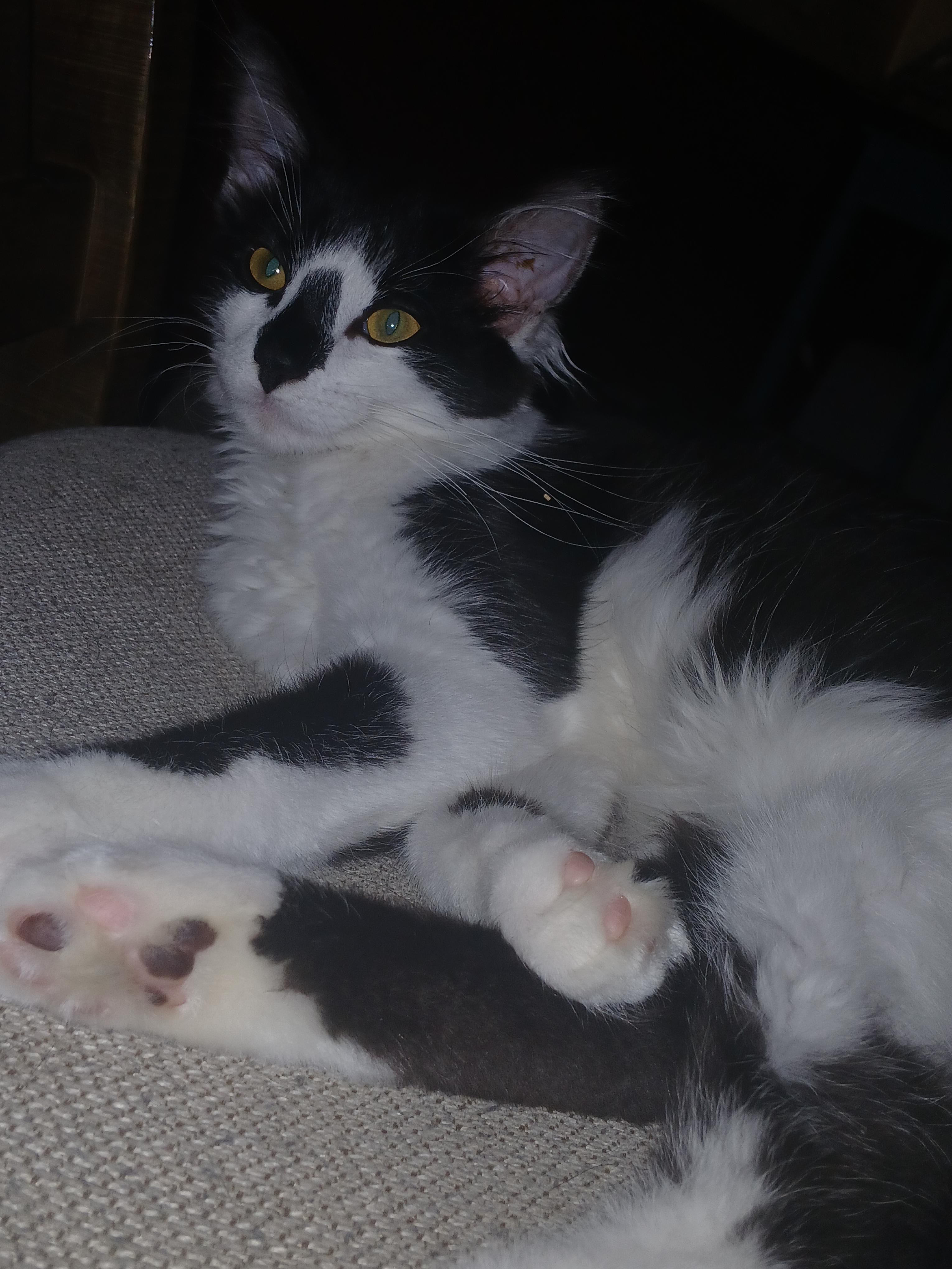 Enlarge Gabe, a Adopted mixed breed in Buhl, ID image 2/6