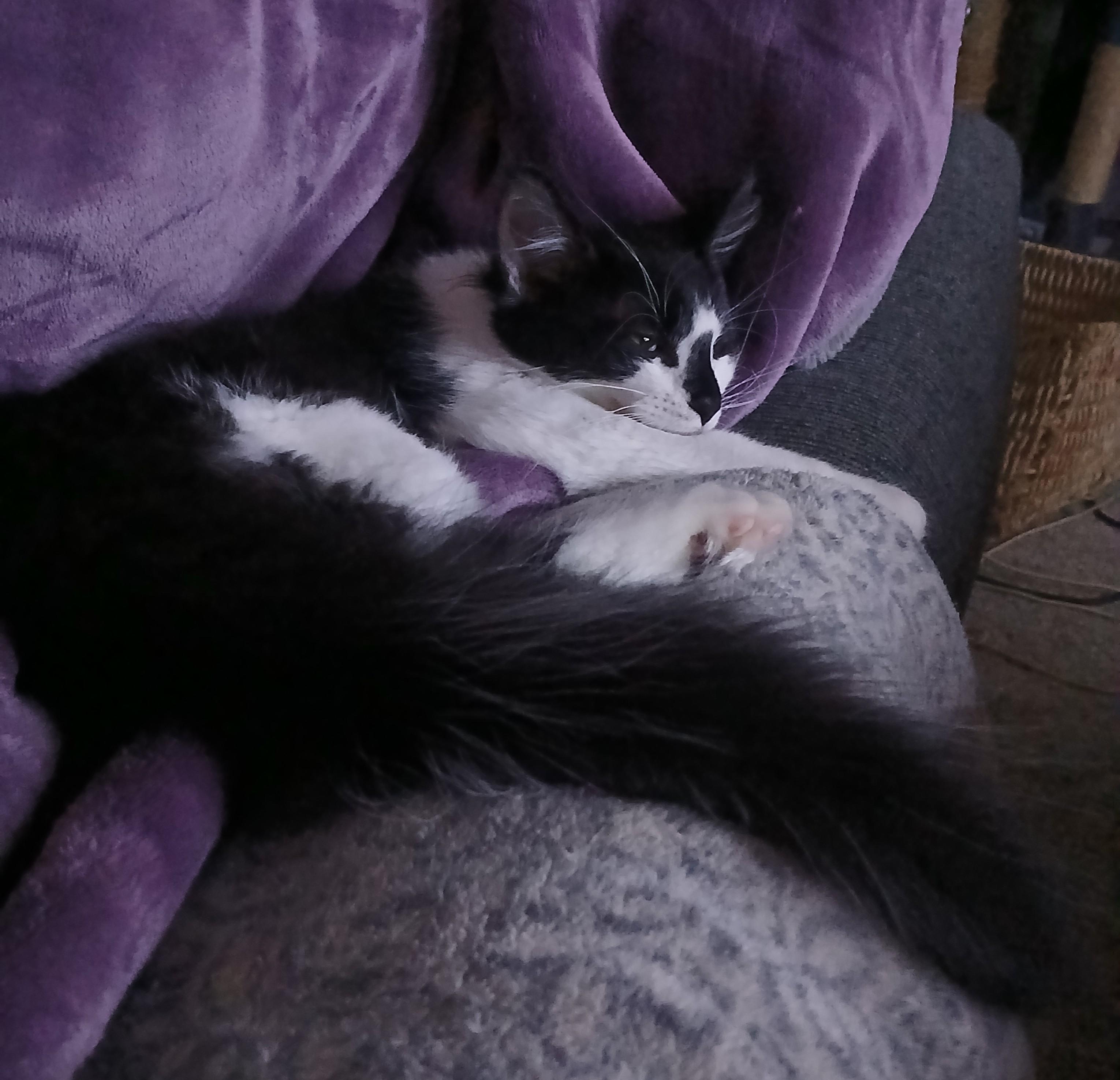 Enlarge Gabe, a Adopted mixed breed in Buhl, ID image 3/6