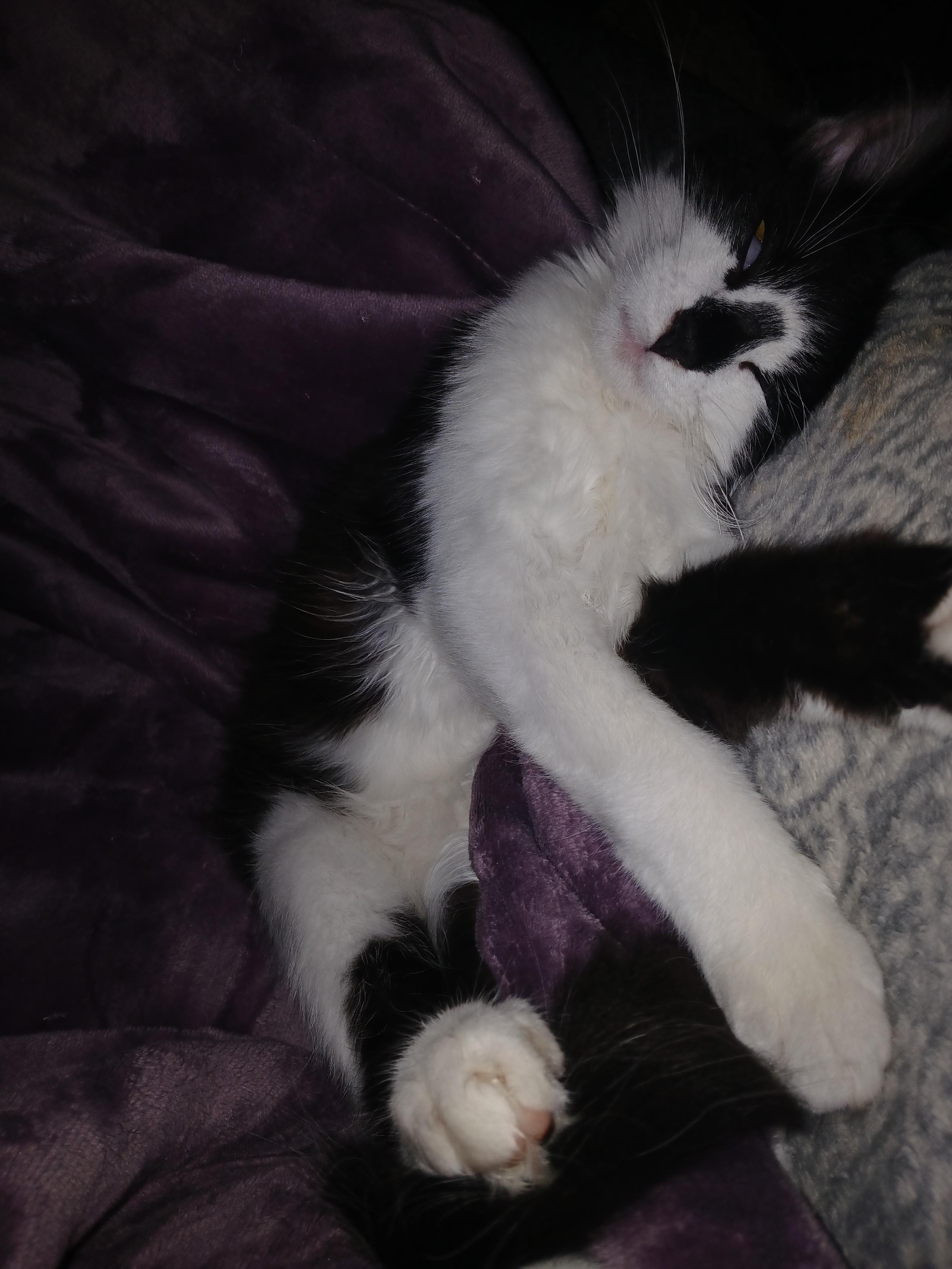 Enlarge Gabe, a Adopted mixed breed in Buhl, ID image 4/6