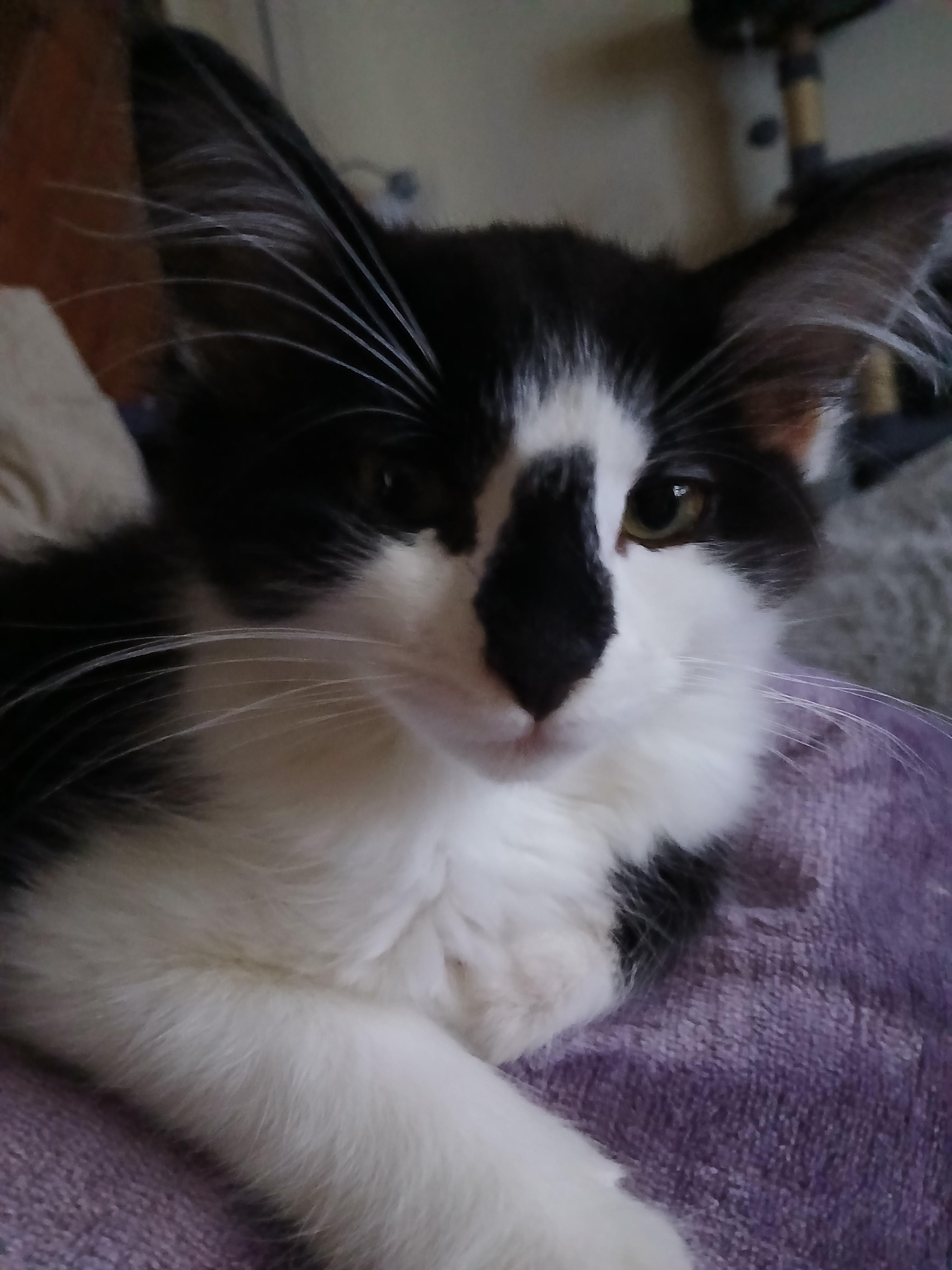 Enlarge Gabe, a Adopted mixed breed in Buhl, ID image 6/6