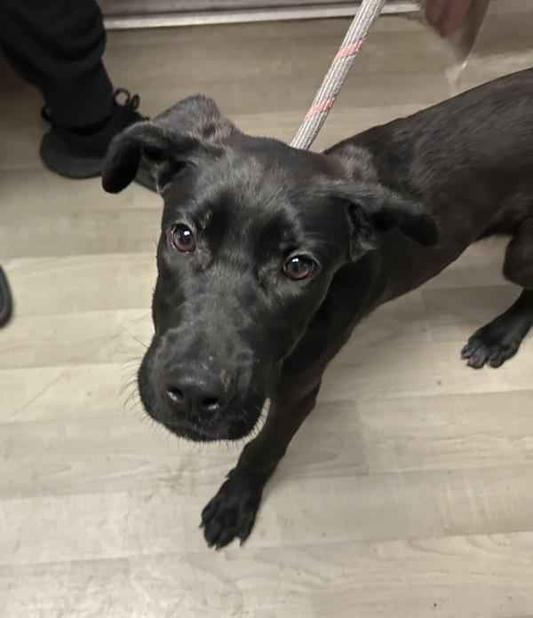 Bella, Adoptable, Puppy Female Cane Corso & German Shepherd Dog.