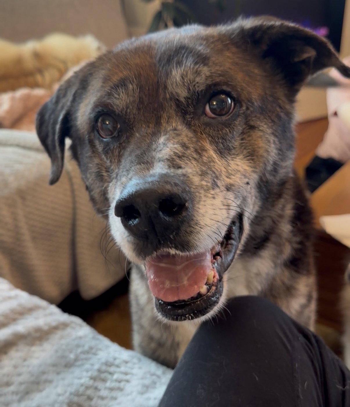 Kota, Adoptable, Adult Male Labrador Retriever & Catahoula Leopard Dog.