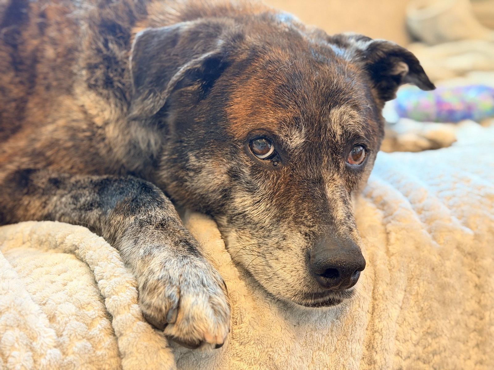 Kota, a Adoptable mixed breed in Seattle, WA image 2/3