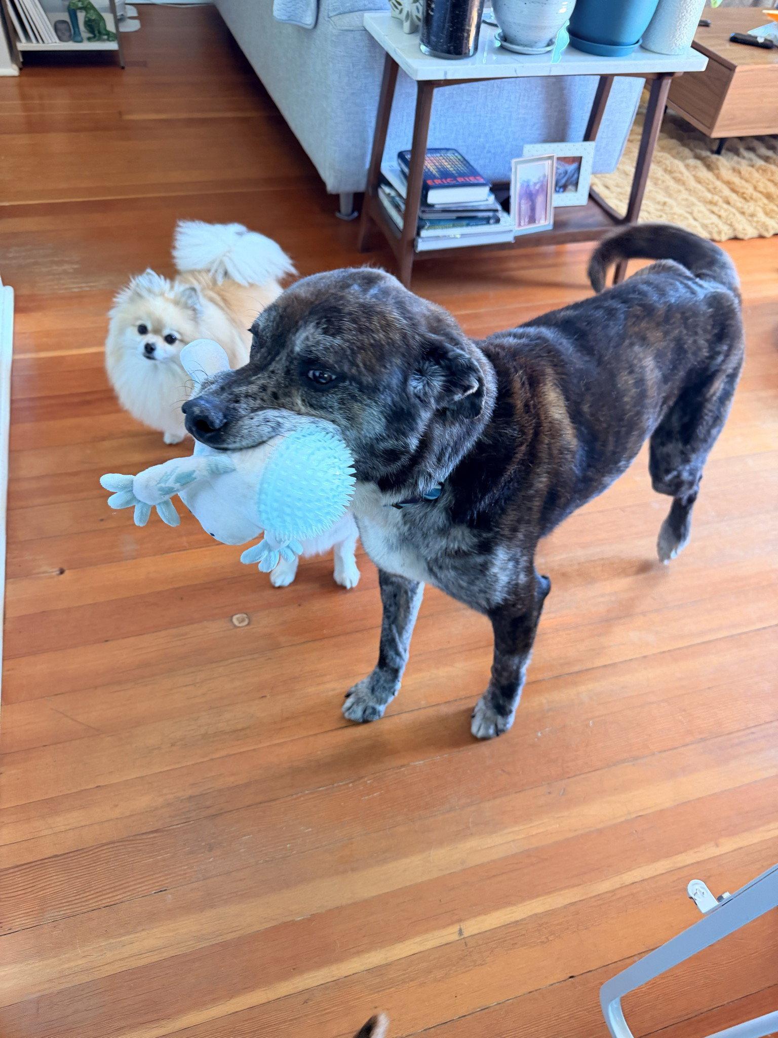 Kota, a Adoptable mixed breed in Seattle, WA image 3/3
