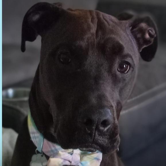Enlarge Tinsel, a Adoptable mixed breed in Melbourne, KY image 1/1