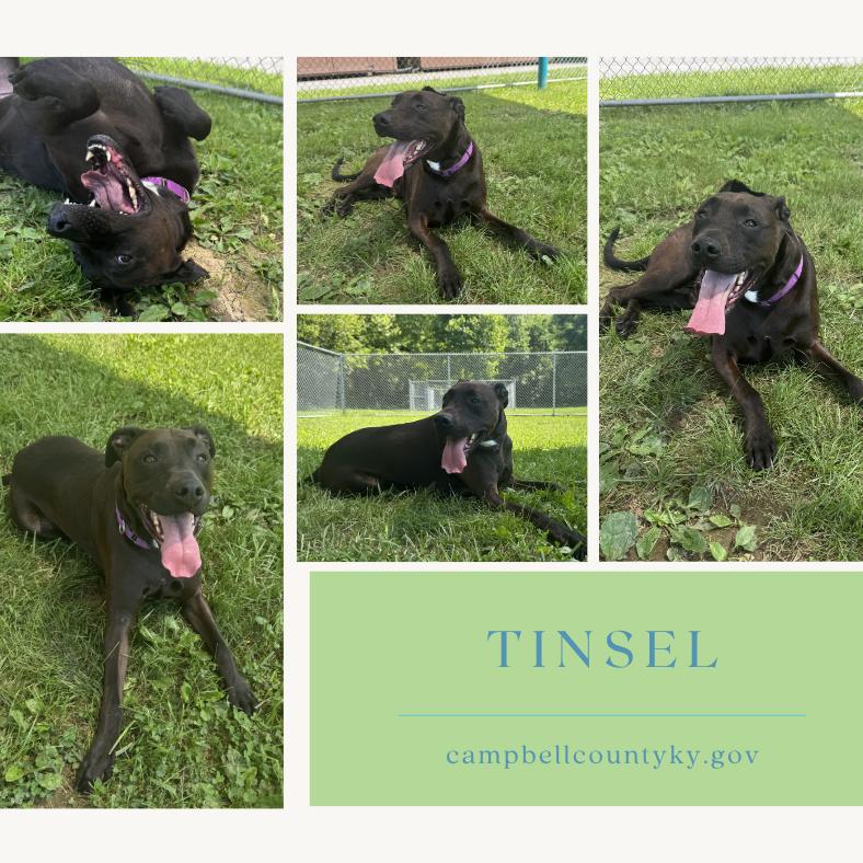 Tinsel, a Adoptable mixed breed in Melbourne, KY image 2/2