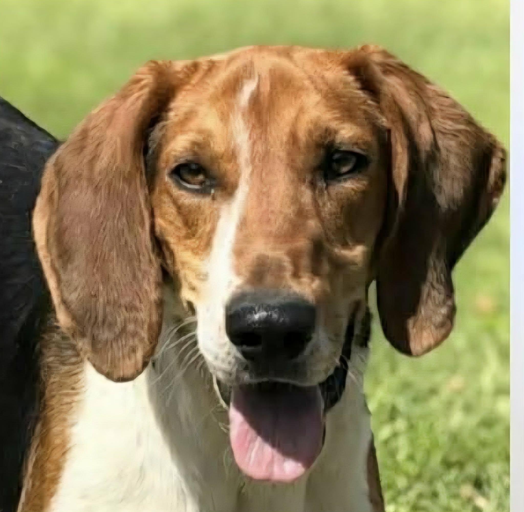 Enlarge Canterbury, a ADOPTABLE mixed breed in Newport, TN image 1/2