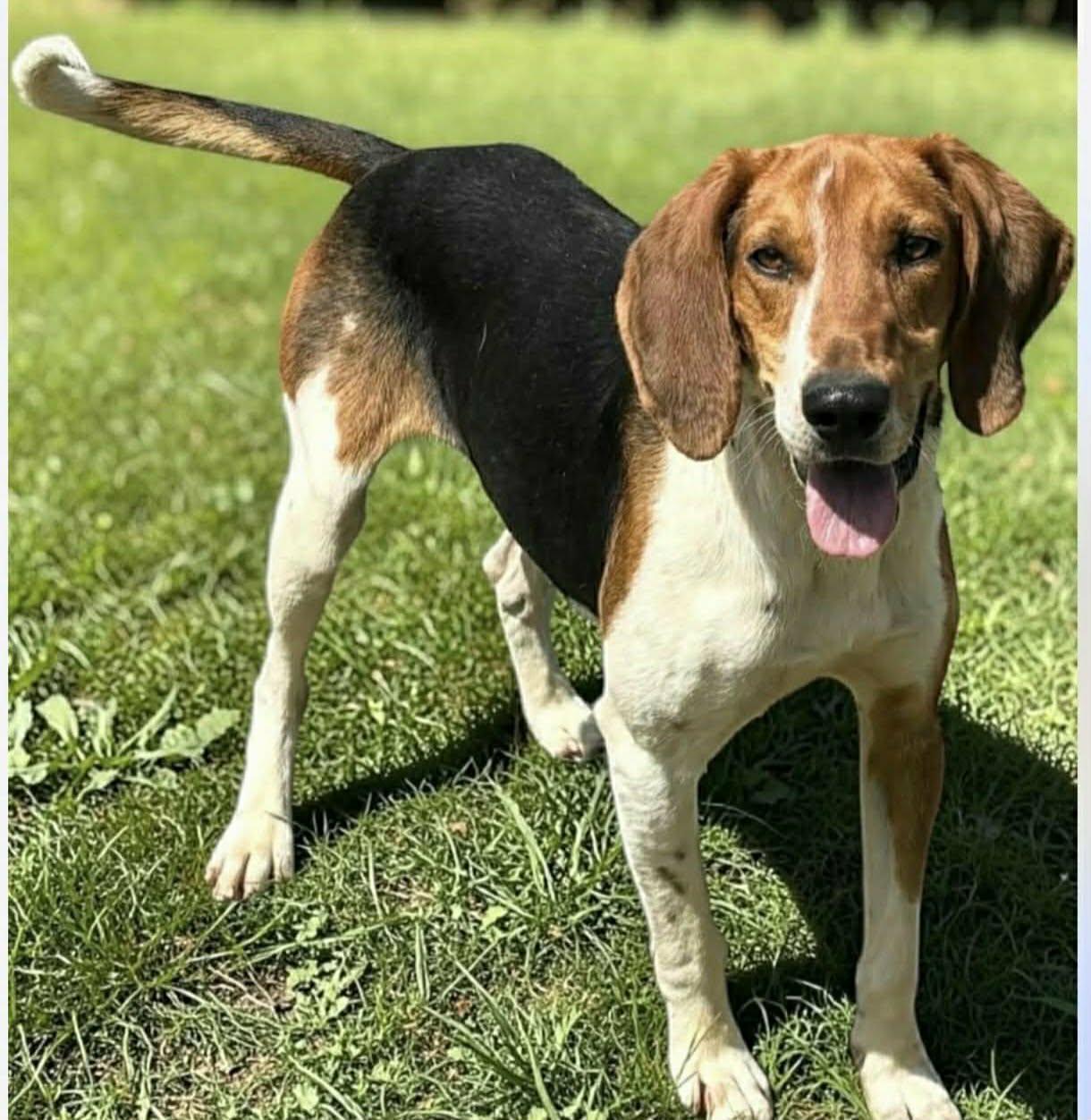 Enlarge Canterbury, a ADOPTABLE mixed breed in Newport, TN image 2/2