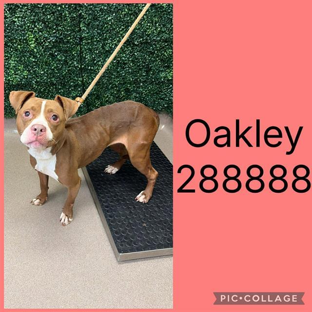 OAKLEY, Adoptable, Young Female Mixed Breed.