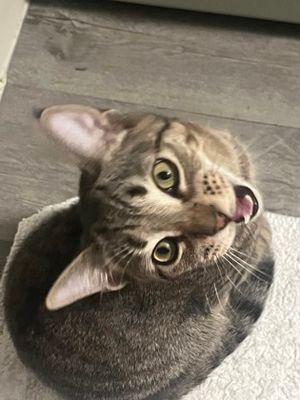 Mickey, ADOPTABLE, Young Male Domestic Short Hair.