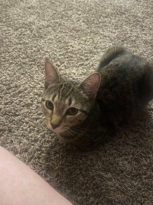 Enlarge Mickey, a ADOPTABLE mixed breed in Williamsport, PA image 2/2