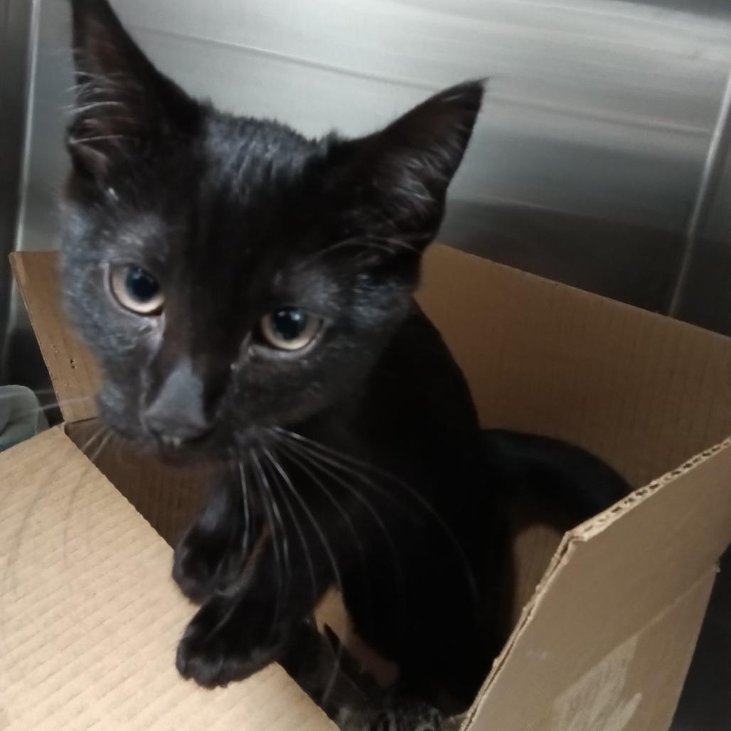 Enlarge Mars, a Adoptable Domestic Short Hair in Taos, NM image 1/1