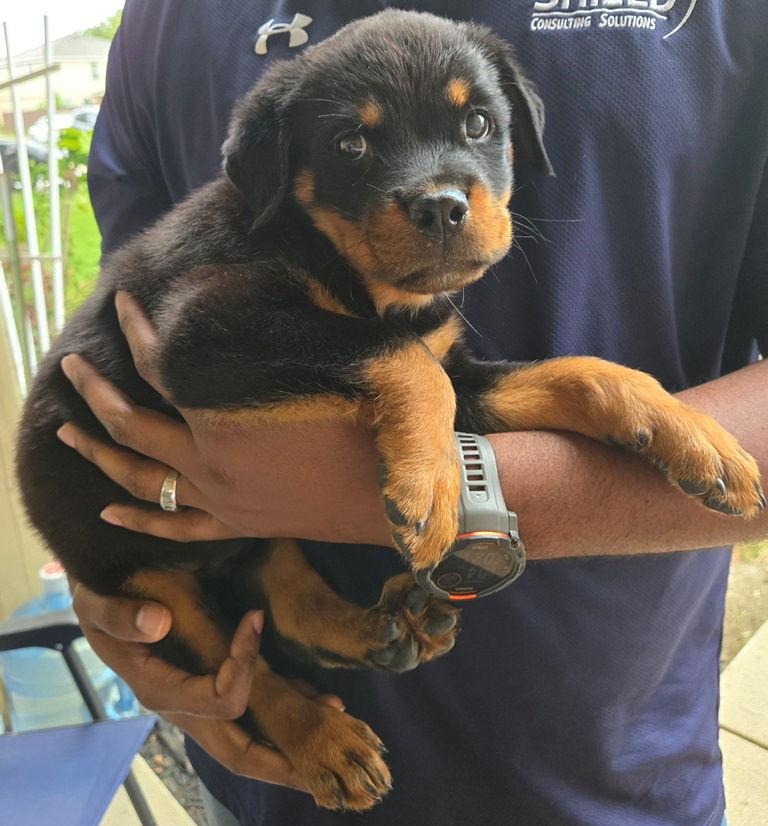 Enlarge Marcus, a Adopted Rottweiler in San Antonio, TX image 1/3