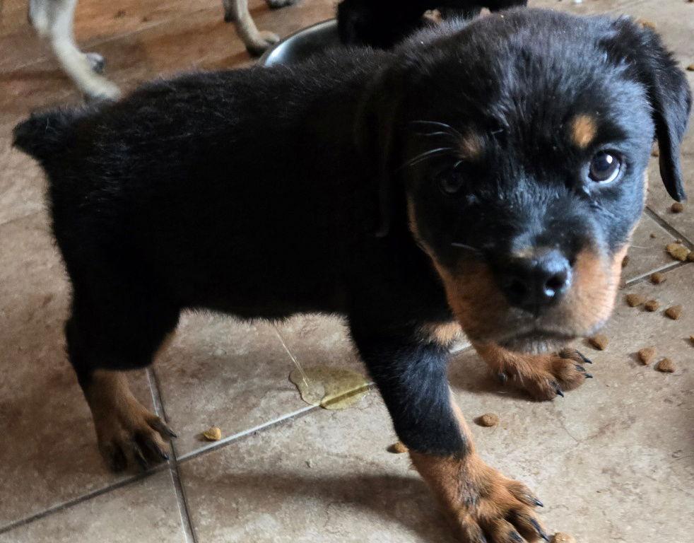 Enlarge Marcus, a Adopted Rottweiler in San Antonio, TX image 3/3
