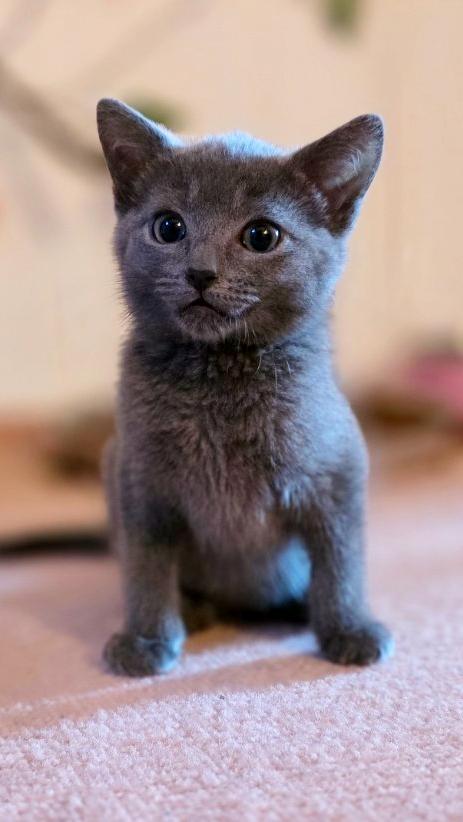 Max, ADOPTABLE, Kitten Male Russian Blue & Domestic Short Hair.