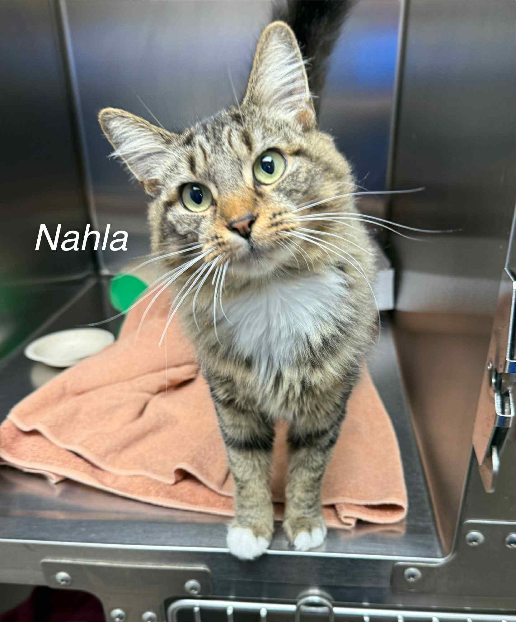 Nahla, ADOPTABLE, Adult Female Domestic Long Hair.
