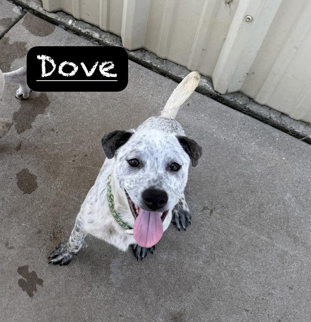 Dove, Adoptable, Puppy Female Cattle Dog.