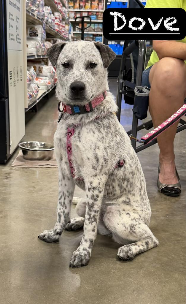 Enlarge Dove, a Adoptable mixed breed in Maumelle, AR image 2/6
