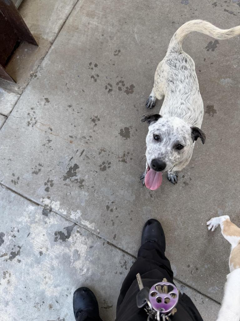 Dove, a Adoptable mixed breed in Maumelle, AR image 2/4