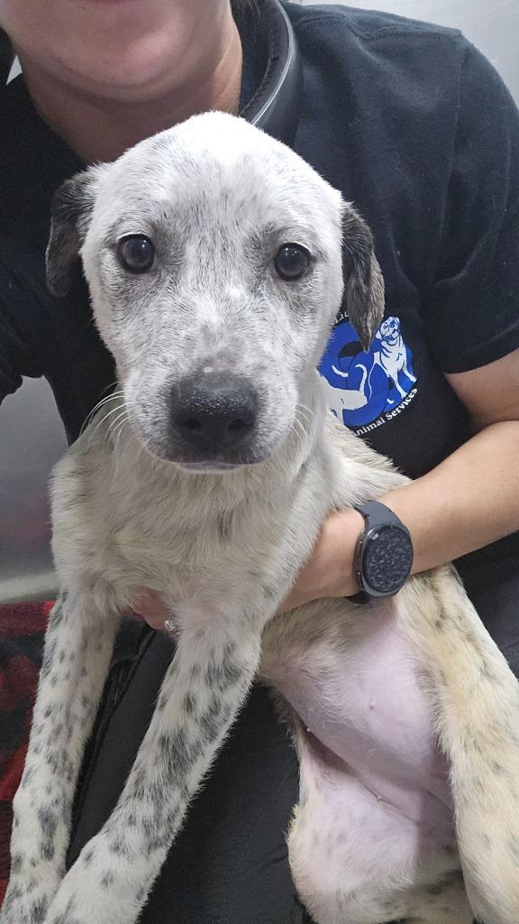 Dove, a Adoptable mixed breed in Maumelle, AR image 3/4