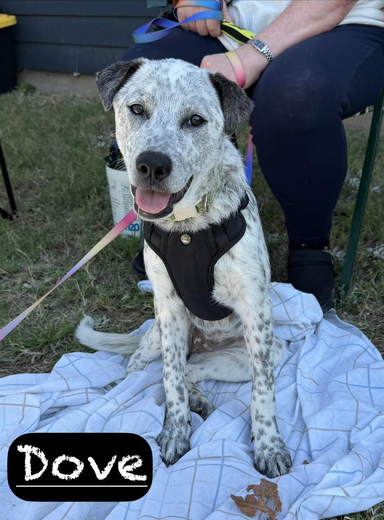 Enlarge Dove, a Adoptable mixed breed in Maumelle, AR image 6/6