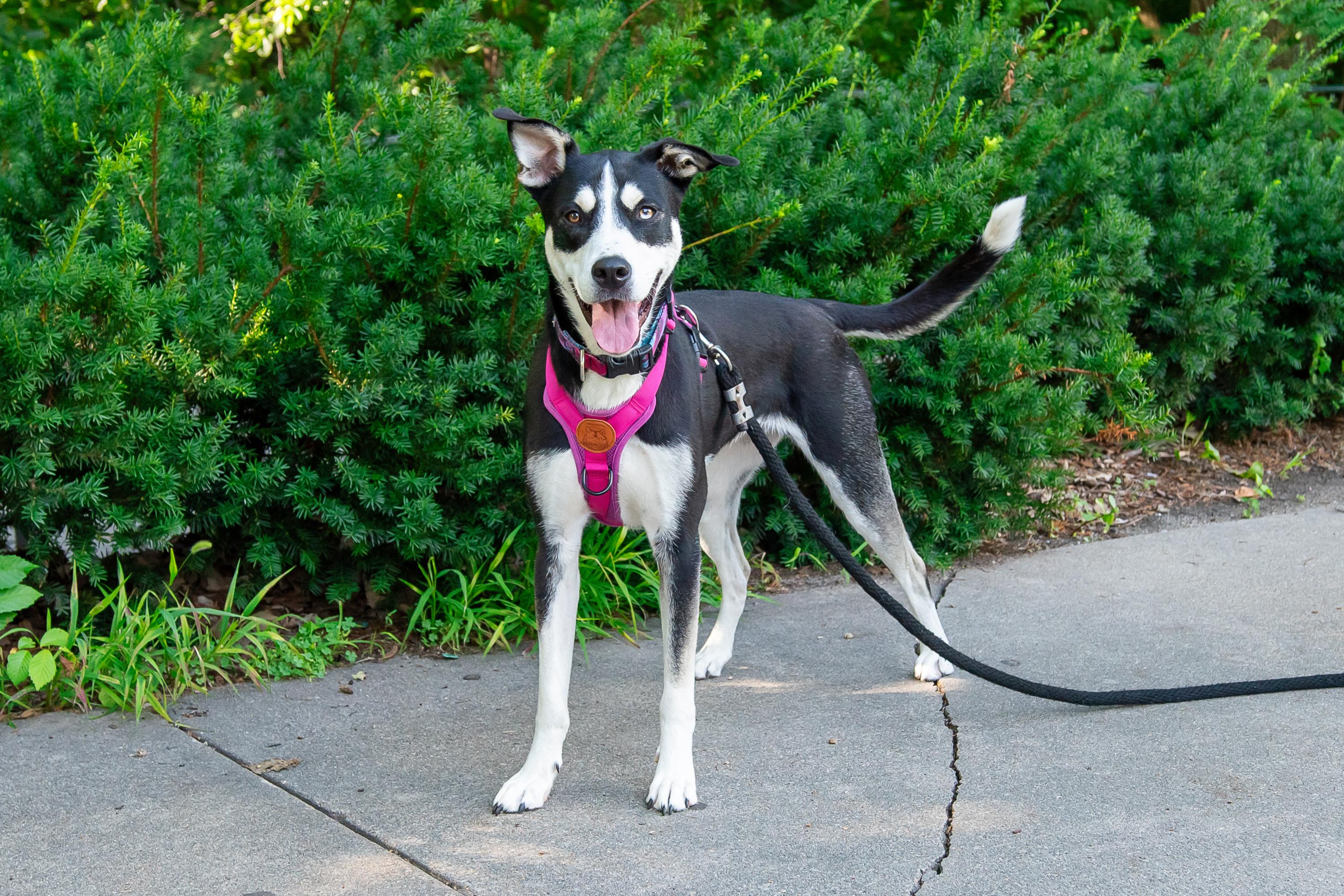 Ambrosia, a Adoptable mixed breed in Omaha, NE image 1/3