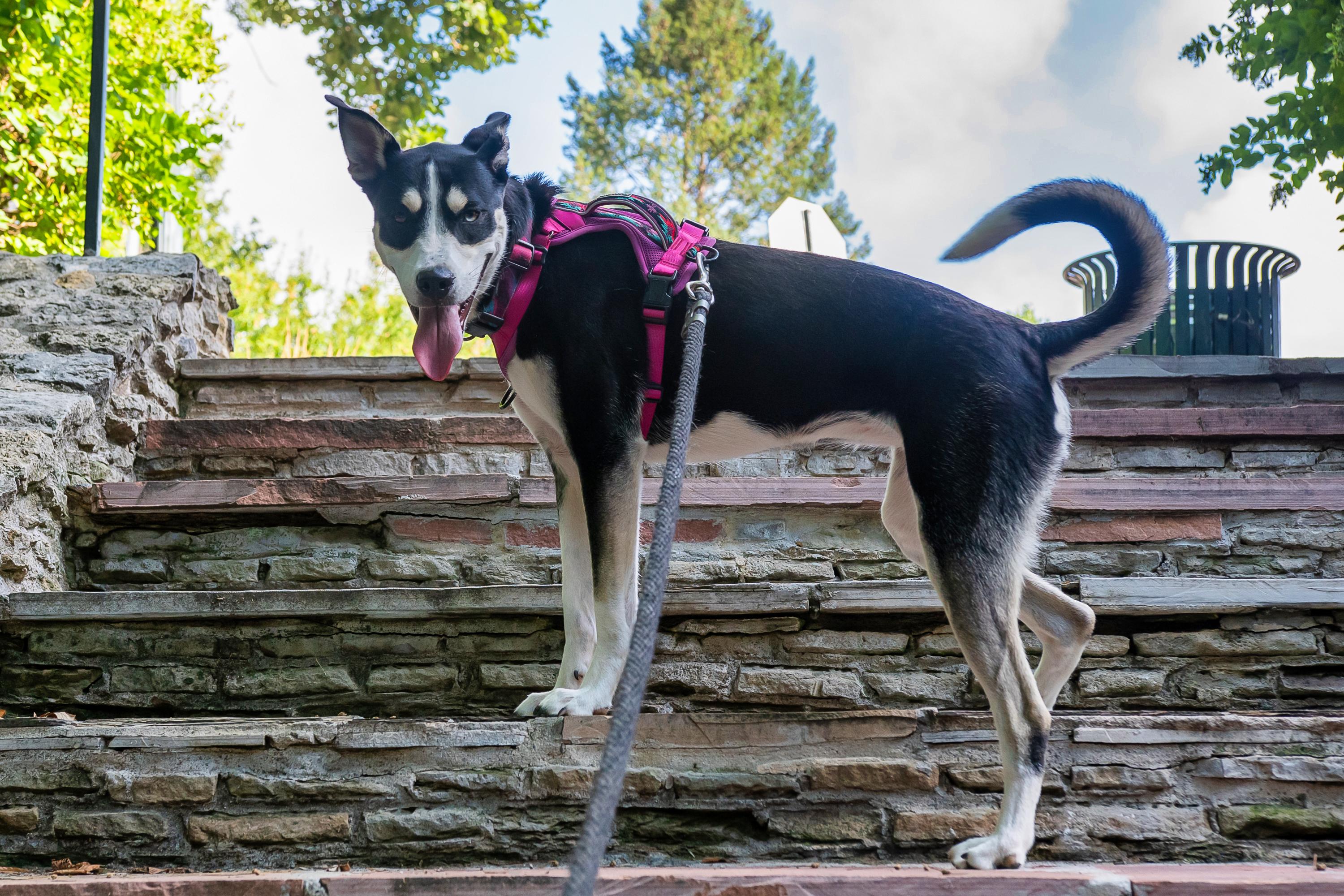 Ambrosia, a Adoptable mixed breed in Omaha, NE image 2/3