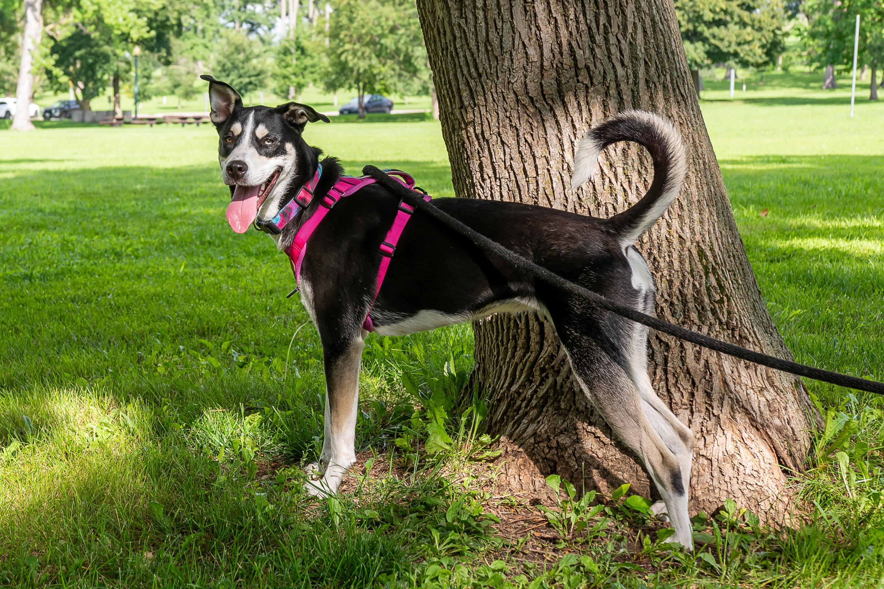 Ambrosia, a Adoptable mixed breed in Omaha, NE image 3/3